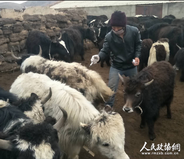 基层防疫员对家畜免疫