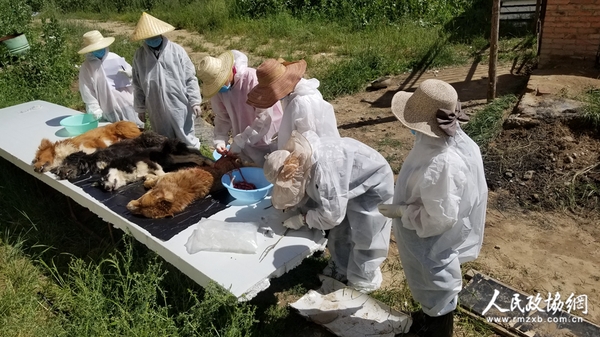 防疫人员对狗进行采样检测