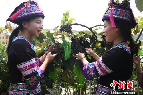 8月23日，罗城县仫佬族姑娘采收毛葡萄。　韦如代 摄