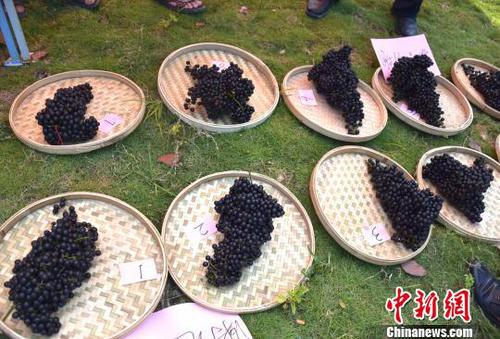 8月23日，罗城县举行毛葡萄鲜果单穗比赛?！√蓝?摄