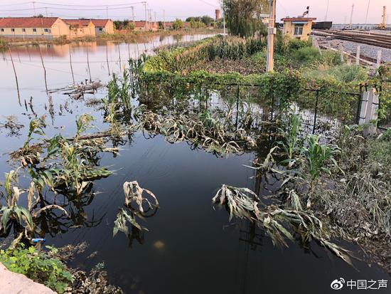 山东菜价上涨商贩直呼吓人 市民:吃菜不如吃肉划算