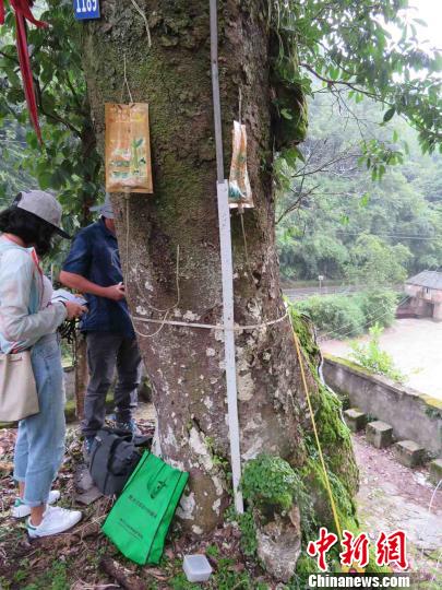 “古树医生”正在治病?！≈有?摄