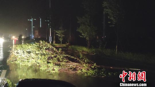 兴业县城路边树木被风刮倒?！〕鹿谘?摄