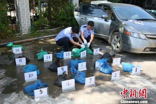图为海关缉私部门查获的涉嫌走私入境的16只活体穿山甲 王淑艳 摄