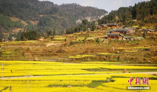 阳春三月，贵州省施秉县马溪乡的1400余亩油菜花绽放，花与民居、梯田等形成一幅幅优美的乡村画卷。当地通过“农业+生态+旅游”等模式，打造生态旅游休闲目的地，积极推进农业、生态与旅游等产业融合，做强美丽经济，实现乡村振兴。李忠果 摄