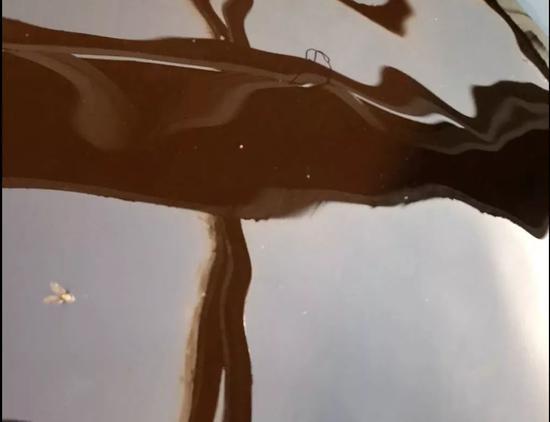 ▲10月4日下午，“晋善坊”醋厂的晾晒车间，装有醋的铁缸内出现死苍蝇。新京报记者大路 摄。