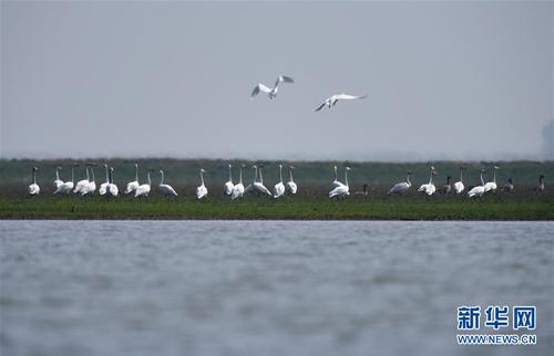 一群小天鹅在东洞庭湖国家级自然保护区内聚集（2月26日摄）。近年来，湖南自上而下发动省、市、县、乡、村五级干部打“洞庭湖生态环境保卫战”。 新华社记者 李尕 摄