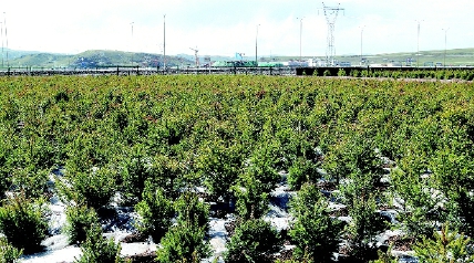     海拔4600米的那曲高寒地区植树国家重点专项课题试验基地