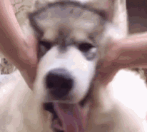 济南现共享宠物狗：养一天收费30元 不想养了就退 