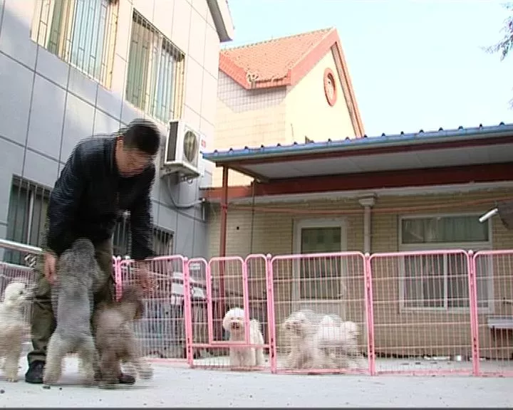 济南现共享宠物狗：养一天收费30元 不想养了就退 