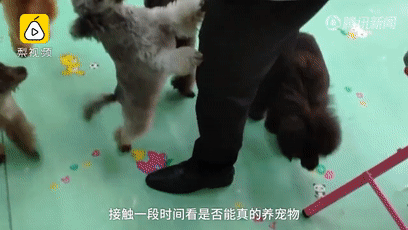 济南现共享宠物狗：养一天收费30元 不想养了就退 