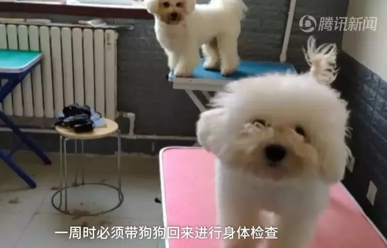 济南现共享宠物狗：养一天收费30元 不想养了就退 