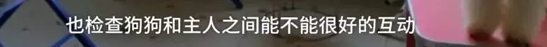 济南现共享宠物狗：养一天收费30元 不想养了就退 
