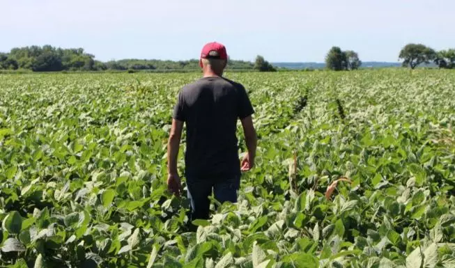贸易战美国农民要市场不要补贴 特朗普:取消补贴
