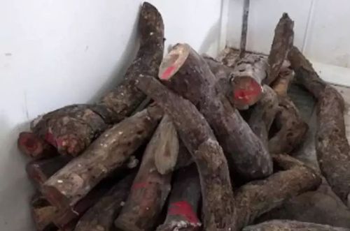 两棵枯树卖了1400多万 大妈懊恼：当柴火烧了好多