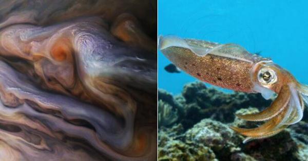 木星漩涡云中拍到神秘生物 网友：我看到了龙