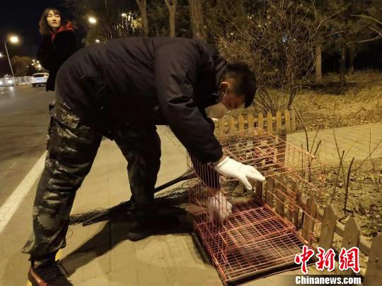 图为志愿者准备抓捕小狗的工具?！≌帕只?摄