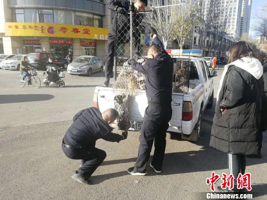 图为警方将小狗抓获?！×跹Х?摄