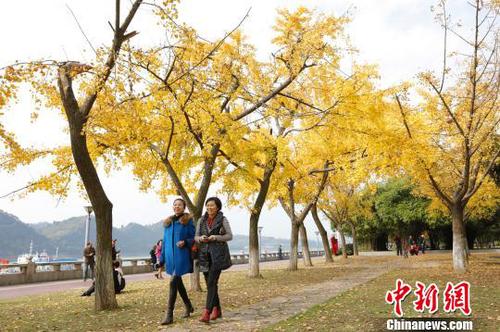 三峡宜昌现“落叶不扫”美景留住秋色亲近自然