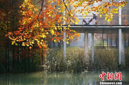 “落叶不扫”模式留住城市秋韵　黄余洋　摄