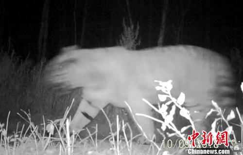 远红外相机拍摄到的东北虎影像 东北虎豹国家公园管理局天桥岭局供图 摄