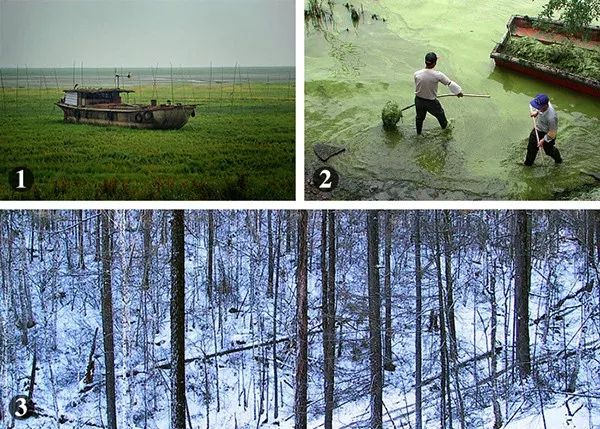 1：2011年，江西省新建县南矶乡，一艘大渔船搁浅在鄱阳湖湖底草坪上。2：2001年，工作人员在江苏无锡鼋头渚景区“围剿”太湖蓝藻。3：2002年，采伐后大兴安岭稀疏的森林。