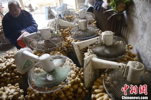 资料图：山西太原蔬菜批发市场，姜贩用多台电风扇风干新鲜潮湿的生姜。<a target='_blank' href='http://www.chinanews.com/'>中新社</a>发 韦亮 摄