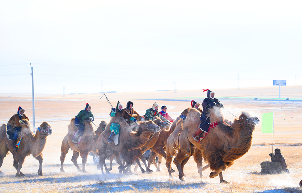 7、第十六届呼伦贝尔草原冰雪节赛骆驼比赛