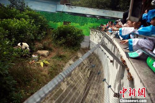 “粉丝”们与大熊猫明浜互动。　朱柳融 摄