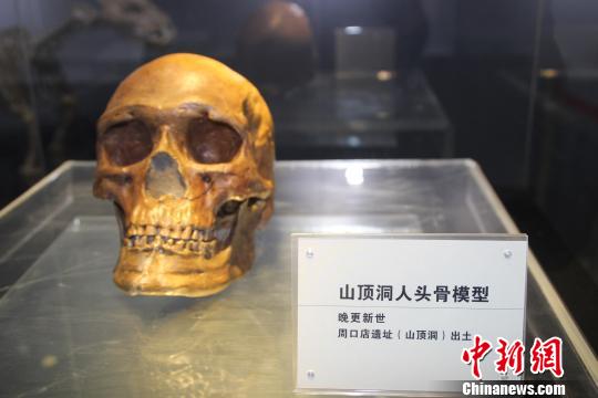 晚更新世的山顶洞人头骨模型?！⌒烨擅?摄