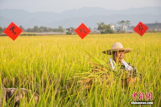 10月24日，浙江省丽水市莲都区碧湖镇道士(田本)，村民正在收割水稻。莲都地处瓯江中游，是浙江省丽水市唯一的市辖区。莲都生态优越，森林覆盖率77.5%。莲都产业绿色，初步走出了一条“绿水青山就是金山银山”绿色生态发展之路，创成全国休息农业和乡村旅游示范区、省农业社会化服务示范县、省农产品质量安全放心示范县等。<a target='_blank' href='http://www.chinanews.com/'>中新社</a>记者 陈冠言 摄