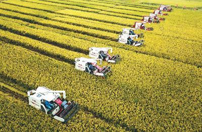 2018年9月20日，农民驾驶收割机在江苏省淮安市盱眙县黄花塘镇老营“虾稻共生”示范基地收获水稻。周海军摄(新华社发)