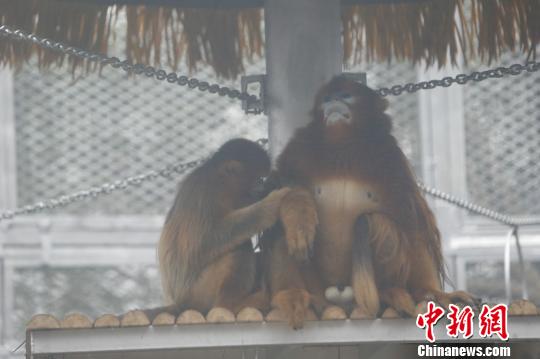 图为玉玉正在给成成梳理毛发?！『?摄