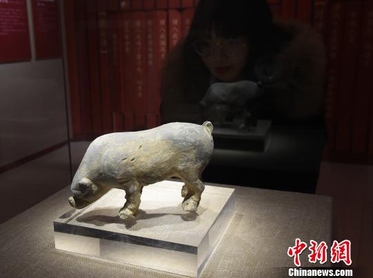 图为《金猪贺岁》展览，观众观看展品?！≈芤?摄