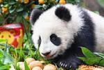 大熊猫宝宝迎新春