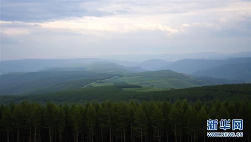 塞罕坝机械林?。?017年7月14日摄）。 新华社记者 王晓 摄