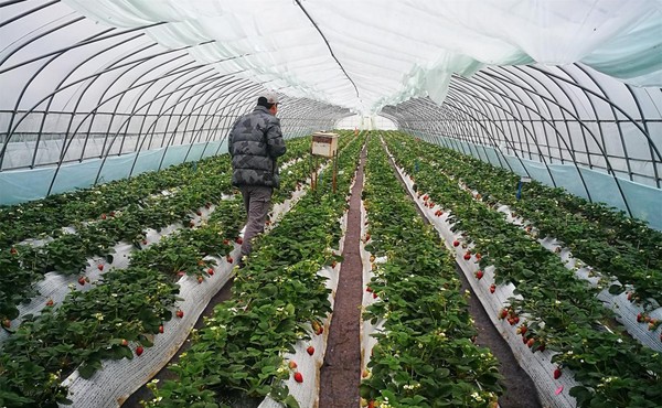 我国草莓产量稳居世界第一
