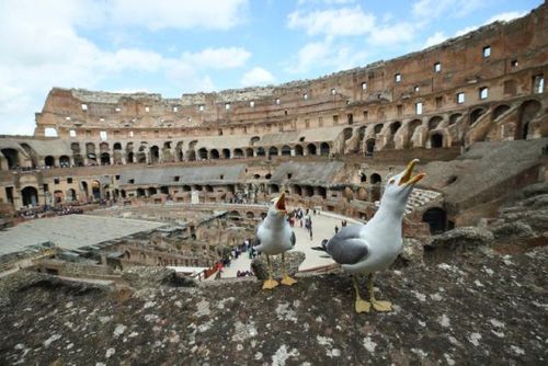 意大利古罗马斗兽场。新华社记者兰红光摄