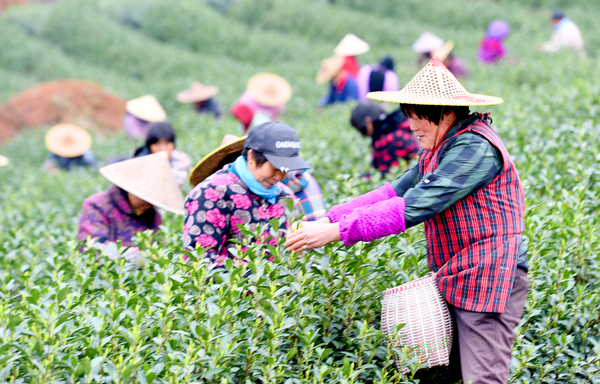 0016茶农采摘春茶