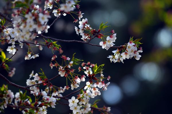 QQ图片20190405105833