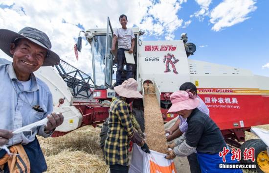 资料图：村民将收割机收割的小麦装袋。<a target='_blank' href='http://www.chinanews.com/'>中新社</a>记者 何蓬磊 摄