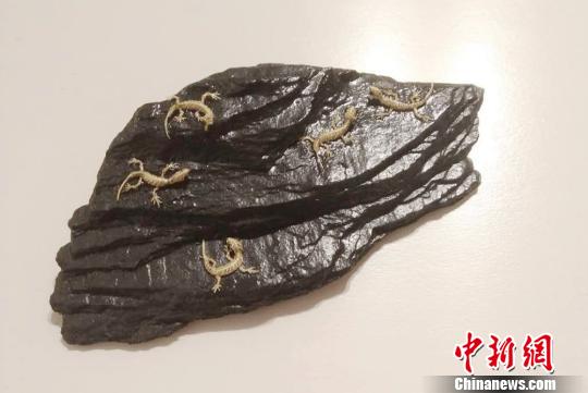 王文定编制的“最小”系列壁虎棕编作品。　张翼 摄