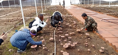 灵芝采摘大棚 - 复件