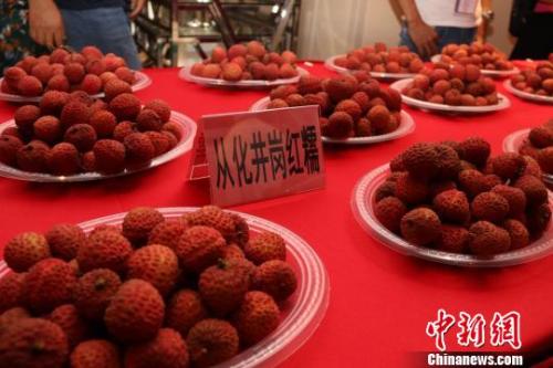 资料图：广州从化荔枝。 从化政府供图