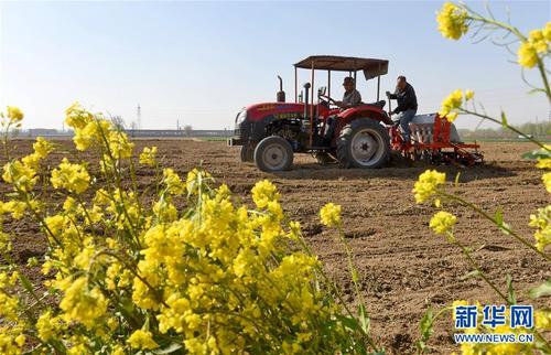 4月7日，河北省南和县三思乡东宋村村民在机械播种中药材。新华社记者 朱旭东 摄