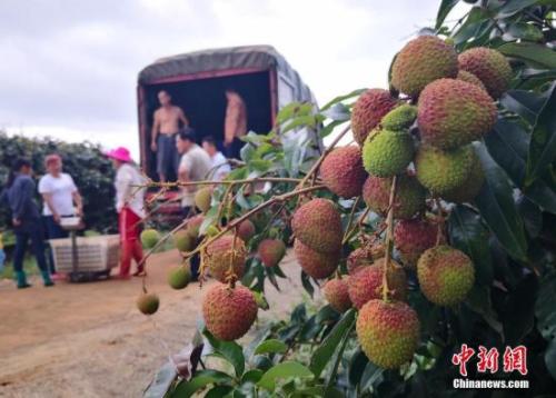 荔枝资料图。<a target='_blank' href='http://www.chinanews.com/'>中新社</a>记者 尹海明 摄