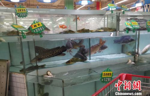 图为超市里的活鱼区。 谢艺观 摄