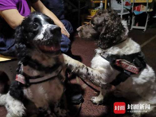 两只“汪星人”替妈上宜宾前线救灾 入夜已累瘫了