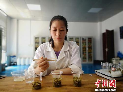 黎义凤抽取三份豆角酸一一品尝?！×周?摄