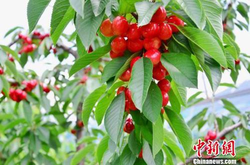 图为樱桃示范基地的樱桃，由于特殊的气候和地理条件，再加上雪山融水的灌溉，樱桃含糖量超过30度，樱桃直径普遍达到25毫米，最大的有38毫米。　鲁丹阳 摄